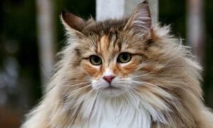 What to Know About the Norwegian Forest Cat?