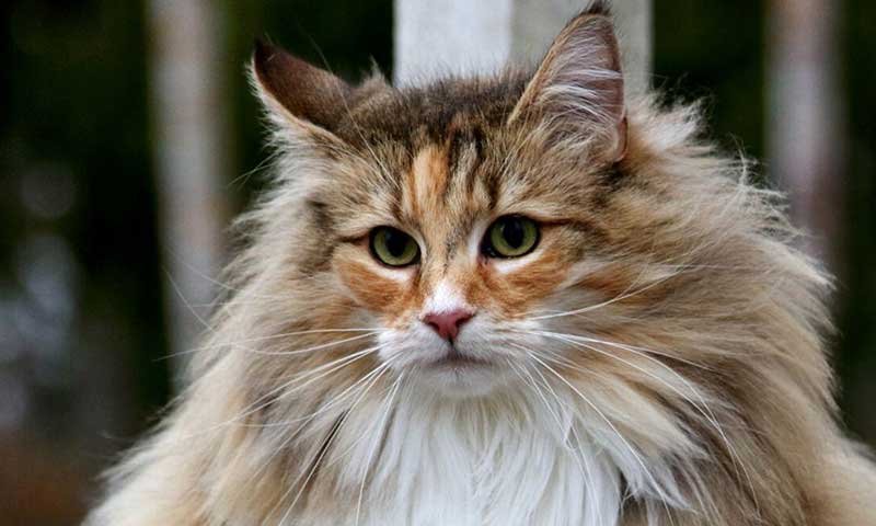 Norwegian Forest Cat